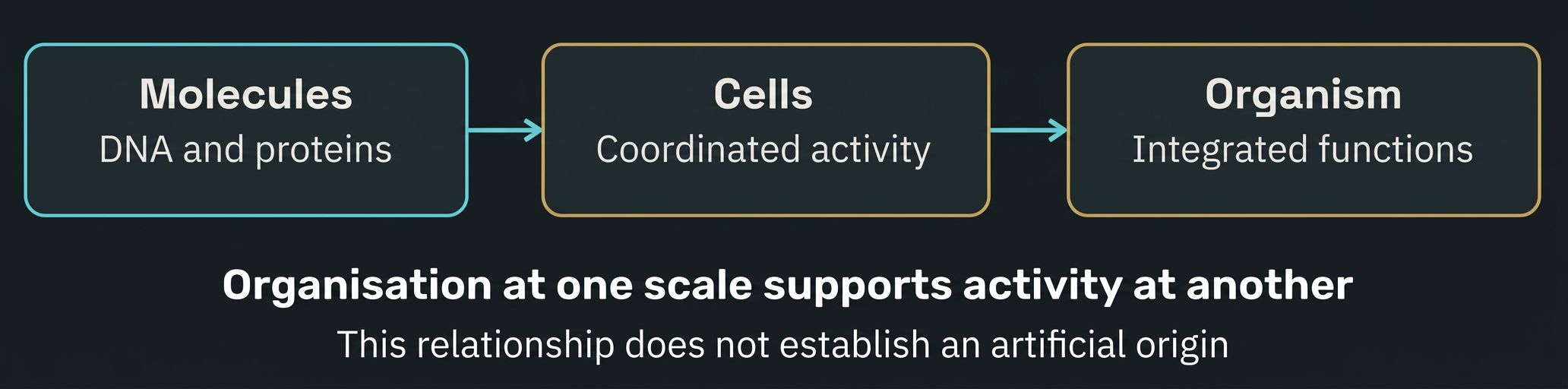 Figure 3 Molecular activity supports larger biological organisation. The arrows indicate dependence across scales, not a complete account of consciousness.